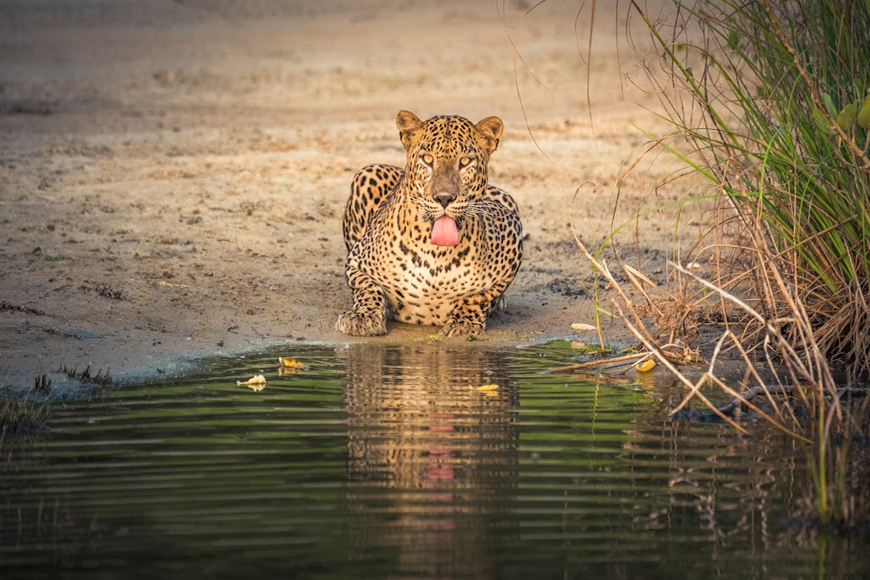yala national park